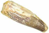 Real Fossil Spinosaurus Tooth - Feeding Worn Tip #365660-1